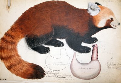 Hodgson El Yazmaları Red Panda, 1831-47 (kağıt üzerinde wc, kalem ve mürekkep ve kurşun kalem) by Raj Man Singh