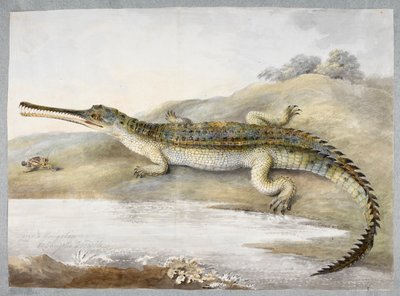 Çekirge ile yüz yüze bir gherial veya Gangetik timsah, c.1820 (kağıt üzerine suluboya) by Ram Sita
