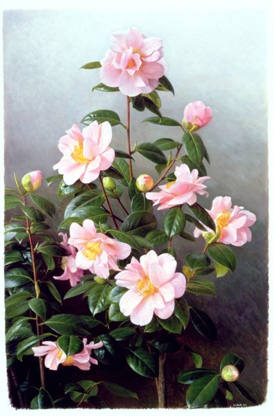Kamelya Japonica Çeşitleri by Raymond Booth