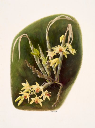 Dendrolium aureum (kağıt üzerine yağlıboya) by Raymond Booth