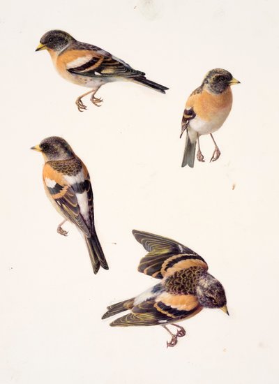 Bir brambling üzerine dört çalışma (kağıt üzerine yağlıboya) by Raymond Booth