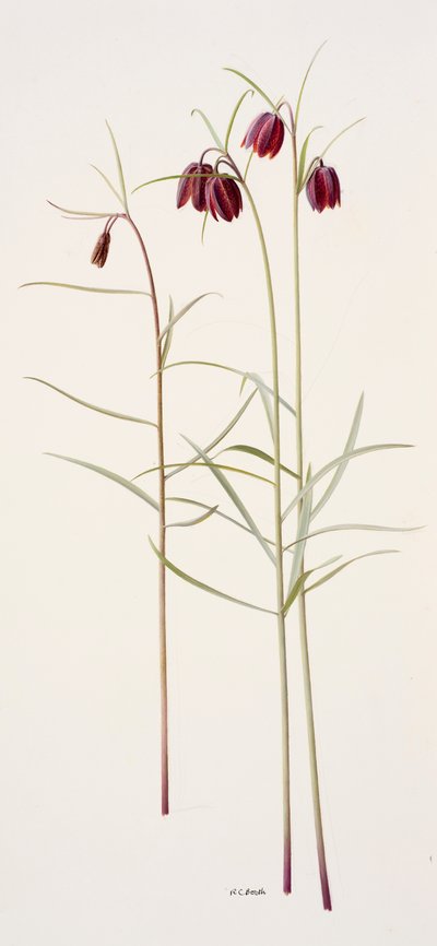 Fritillaria montana (kağıt üzerine yağlıboya) by Raymond Booth