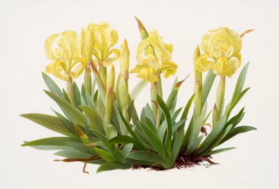 Iris lutescens (kağıt üzerine yağlıboya) by Raymond Booth