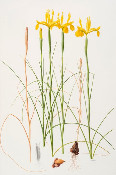  by Raymond Booth