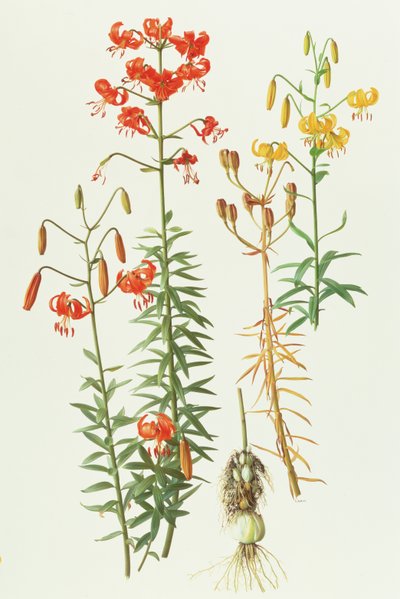 Lilium amabile by Raymond Booth
