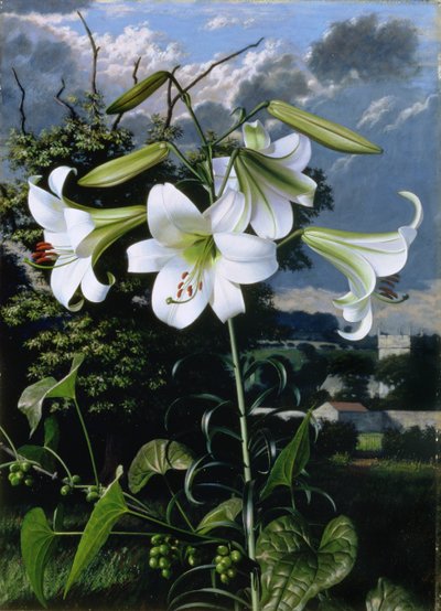 Lilium Emerald, c.1959 (tahta üzerine yağlıboya) by Raymond Booth