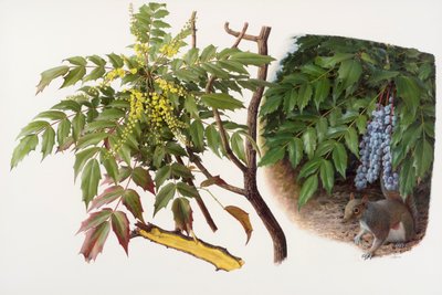 Mahonia japonica, 2008 (kağıt üzerine yağlıboya) by Raymond Booth