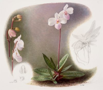 Paphiopedilium delenatii (kağıt üzerine yağlıboya) by Raymond Booth