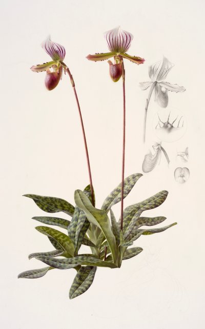 Paphiopedilum barbatum (kağıt üzerine yağlıboya) by Raymond Booth