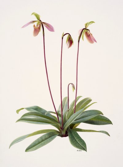 Pophiopedrium appletonianum (kağıt üzerine yağlıboya) by Raymond Booth