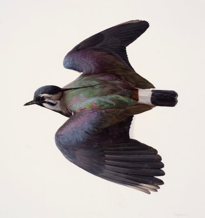 Lapwing çalışması (kağıt üzerine yağlıboya) by Raymond Booth
