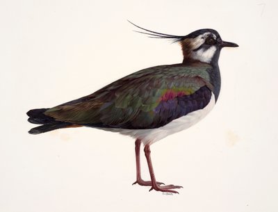 Lapwing çalışması (kağıt üzerine yağlıboya) by Raymond Booth