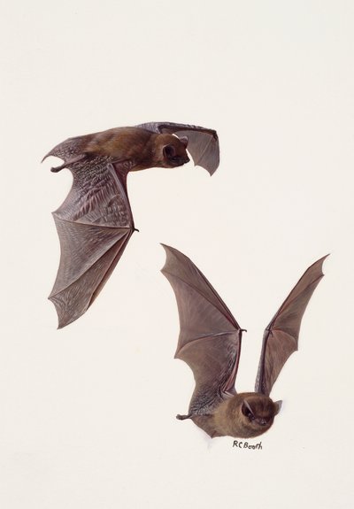 Bir pipistrelle yarasası üzerine iki çalışma (kağıt üzerine yağlıboya) by Raymond Booth