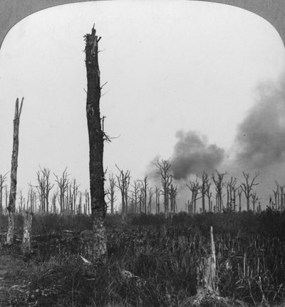 Mametz Wood