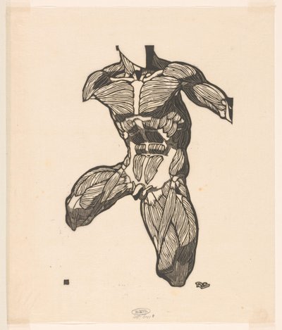 Bir erkeğin boyun, karın ve uyluk kaslarının anatomik çalışması by Reijer Stolk