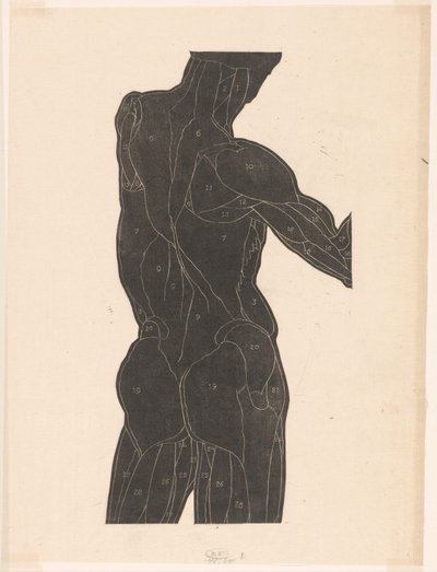 Bir erkeğin sırtının anatomik çalışması ve siluette kalça kasları by Reijer Stolk