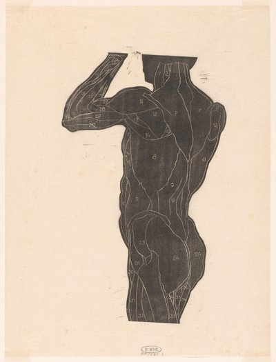 Bir erkeğin sırtının anatomik çalışması ve siluette kalça kasları by Reijer Stolk