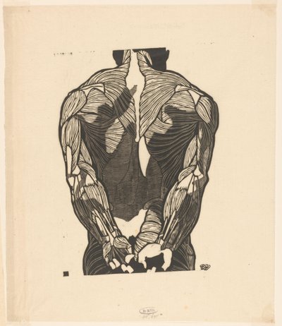 Bir erkeğin sırt kaslarının anatomik çalışması by Reijer Stolk