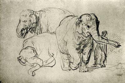 Fillerin incelenmesi by Rembrandt van Rijn