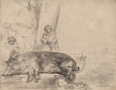 Domuz, 1643. by Rembrandt van Rijn