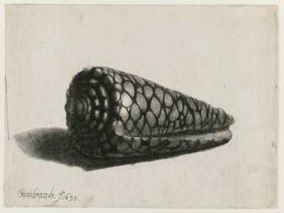 Kabuk (Conus marmoreus) Kabuk by Rembrandt van Rijn