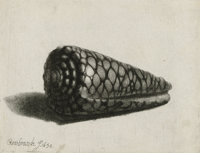 Kabuk (Conus marmoreus), 1650 by Rembrandt van Rijn