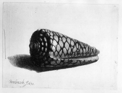 Kabuk (Conus marmoreus) 1650 by Rembrandt van Rijn