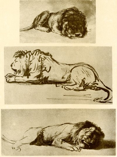Üç aslan çalışması by Rembrandt van Rijn