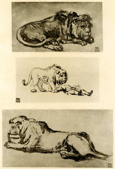 Üç aslan çalışması by Rembrandt van Rijn