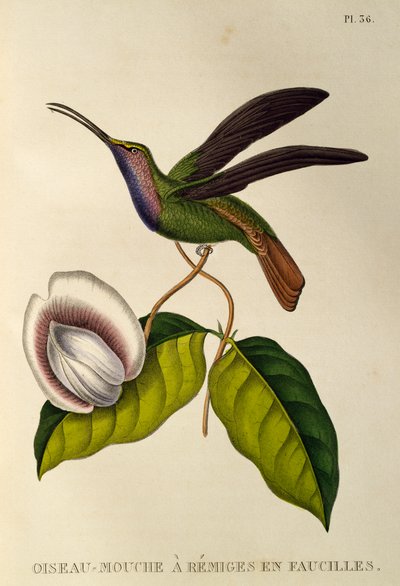 Lazulin Sabrewing (Campylopterus falcatus), trochilidlerden veya sinek kuşlarından ve sinek kuşlarından gravür by René Primevère Lesson