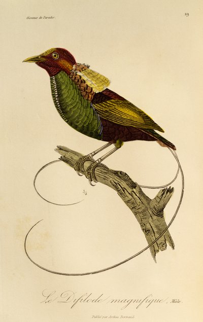 Cennet Kuşu Erkek (Cicinnurus magnificus), Cennet Kuşları ve Epimagues