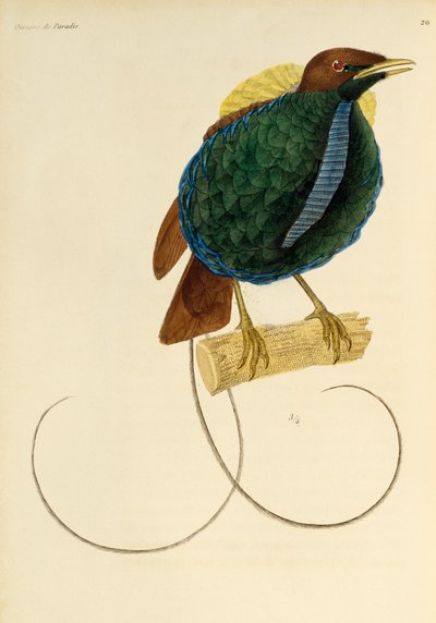 Cennet Kuşu Erkek (Cicinnurus magnificus), Cennet Kuşları ve Epimagues