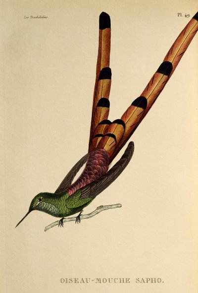 Kızıl Kuyruklu Kuyruklu Yıldız (Sappho sparganurus), trochilidlerden veya sinek kuşlarından ve sinek kuşlarından gravür by René Primevère Lesson