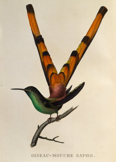 Kızıl Kuyruklu Kuyruklu Yıldız (Sappho sparganurus), trochilidlerden veya sinek kuşlarından ve sinek kuşlarından gravür by René Primevère Lesson
