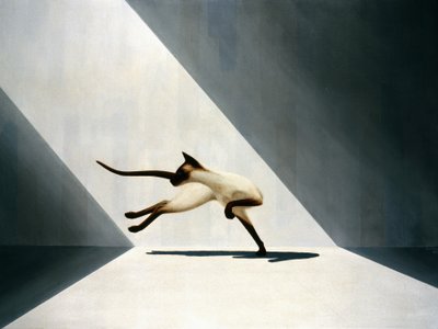 Siyam kedisi by Rene Boin