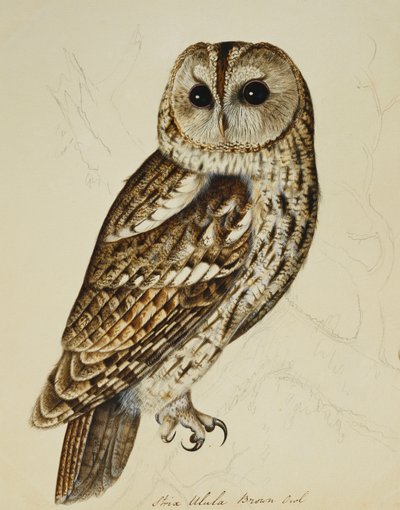 Kahverengi Baykuş (Strix Ulula) by Rev. C. Atkinson