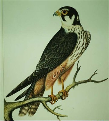 Hobi (suluboya) by Rev. C. Atkinson