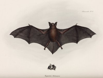 Yarasa, Güney Amerika, c 1832-1836 by John Pardon