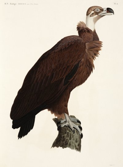 Kahverengi Akbaba, Mısır by John Pardon