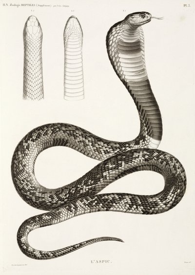 Mısır kobrası by John Pardon