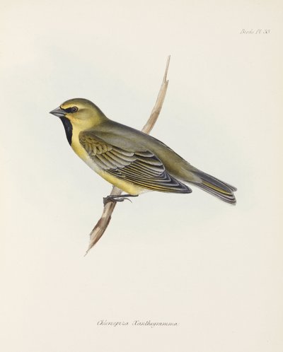 Finch, yaklaşık 1832-1836 by John Pardon