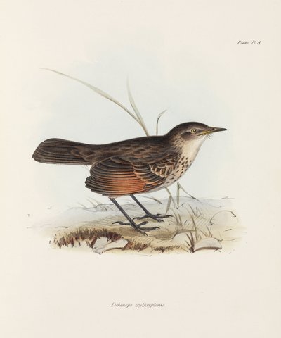 Sinekkapan, c 1832-1836 by John Pardon