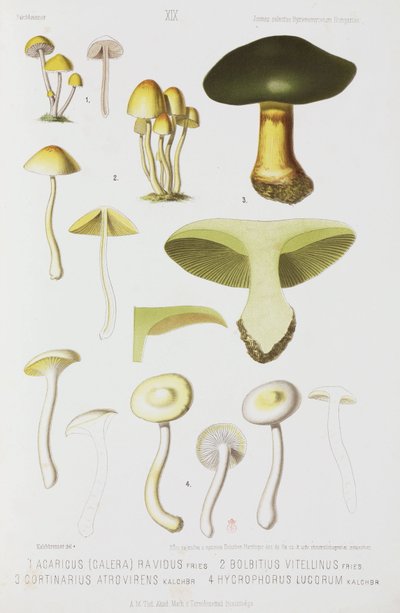 Dört çeşit mantar, c 1874 by John Pardon
