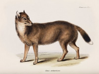 Fox, Falkland Adaları, c 1832-1836 by John Pardon