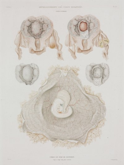 Jinekoloji Embriyo ile insan rahmi, c 1847-1859 by John Pardon