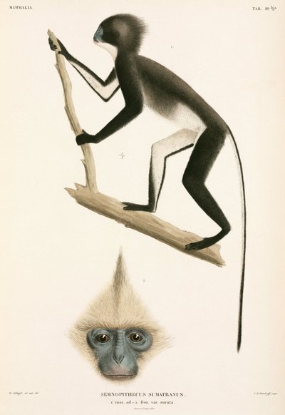 Maymunlar, Sumatra, Endonezya by John Pardon