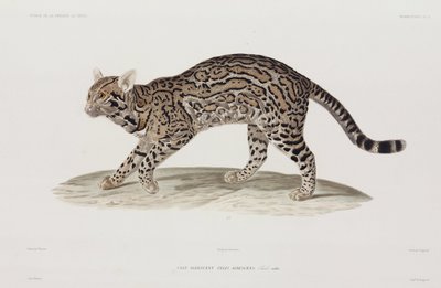 Ocelot, ABD by John Pardon