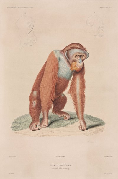 Orangutanlar, Endonezya by John Pardon