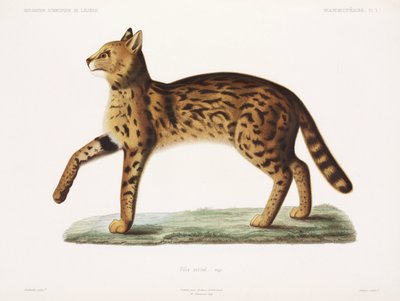Serval, Cezayir by John Pardon
