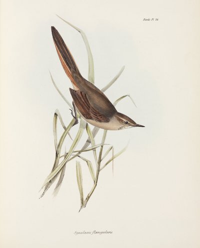 Spinetail, Güney Amerika, c 1832-1836 by John Pardon